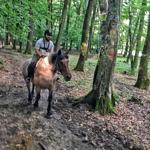 Accommodation Crit Pension Rozalia